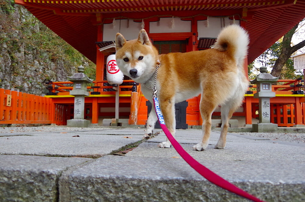 银箭射日，红牛车队绝杀威廉姆斯，周冠宇扛起全队的最后五圈