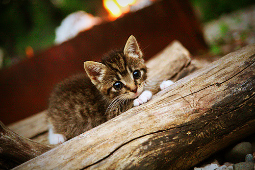 破晓巴黎，一场鏖战与黄鸭组合的黄金时刻