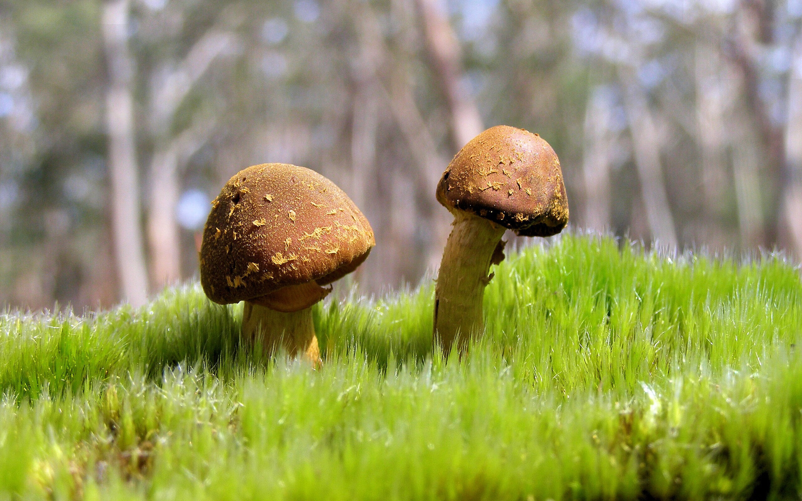 麦科勒姆三分雨击穿奥兰多铁幕 掘金客场逆流而上