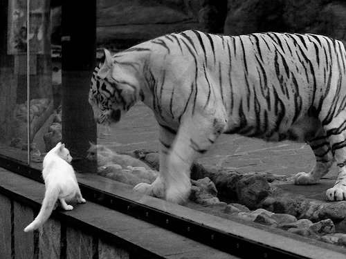 中国雇佣军导演羽坛政变！郑思维带队印尼横扫韩国，李梓嘉沉默的背后