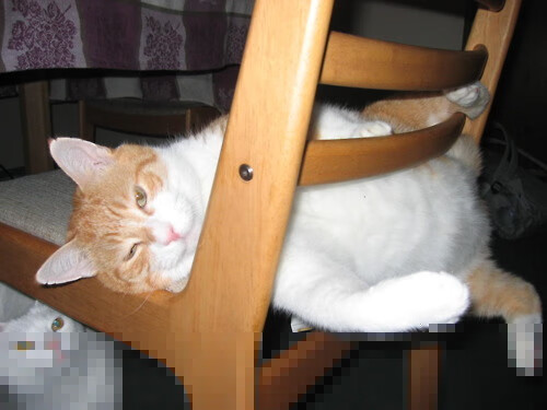 中距离未亡，布伦森以旧世绝艺轻取绿军，雷霆震醒联盟