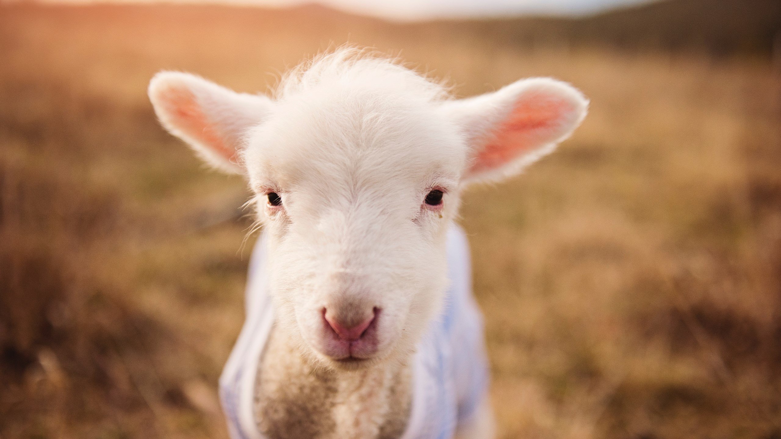 君主体制进军NBA?国王御驾亲征拿下湖人,破格征召莫兰特成关键先生