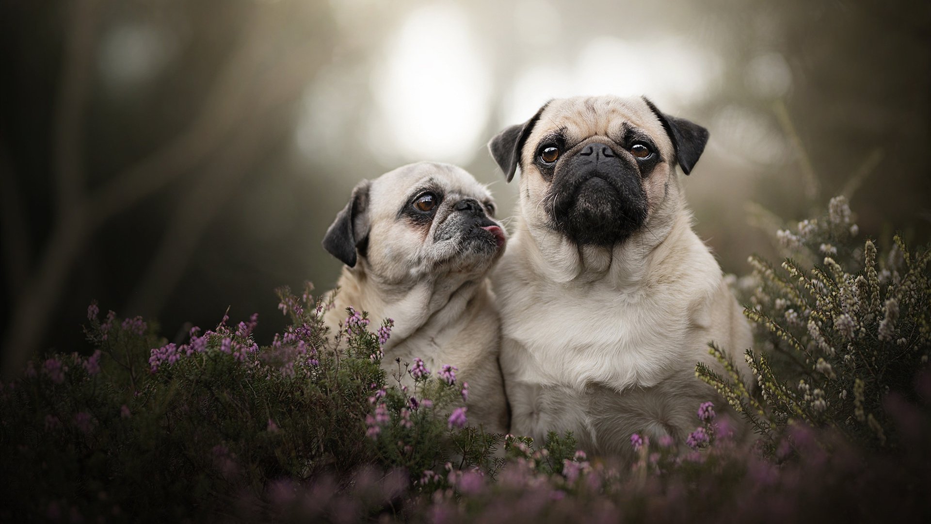 关键先生福克斯，火箭淘汰热火的幕后英雄