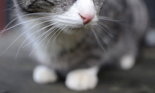 跨界共鸣，从NBA战术板到南美绿茵场—竞技体育的唯一性法则