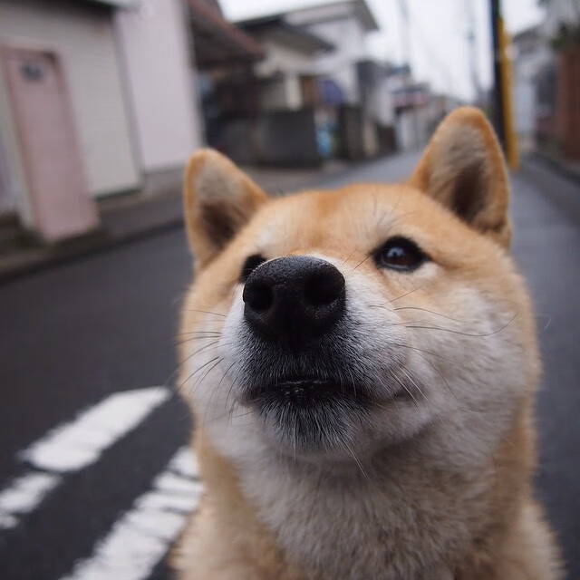 钢索上的舞者,西亚卡姆急停三分提前终结悬念,深圳骑士昂首跨过紫金军