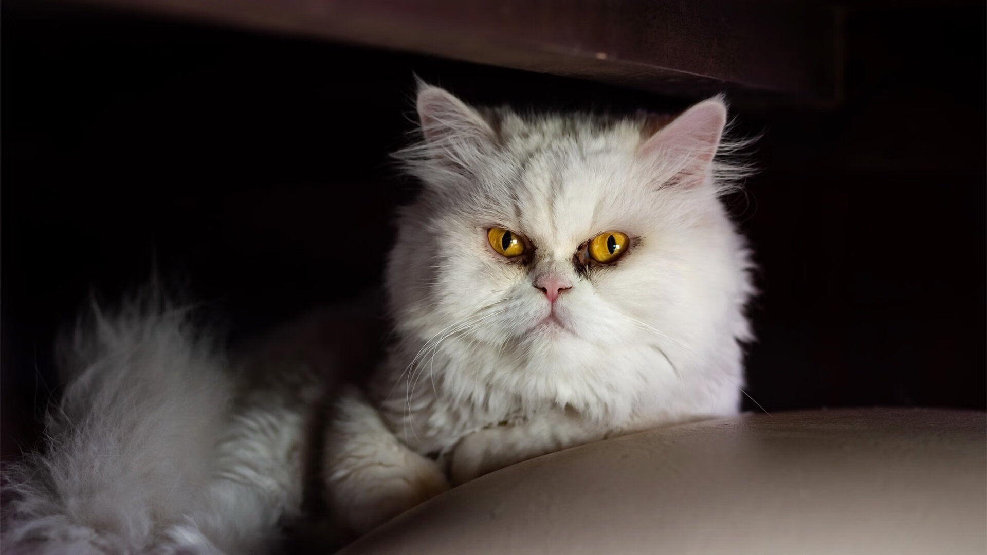 武切维奇的战术内核，一场跨洋攻防转换如何打穿深圳队防线