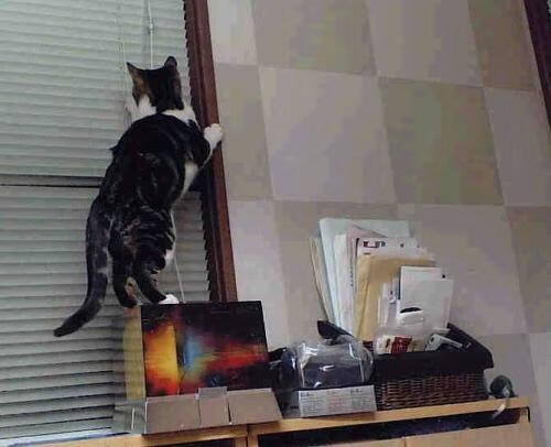 后场壁垒与皇家铁幕,范弗利特的窒息缠绕如何助国王封锁独行侠