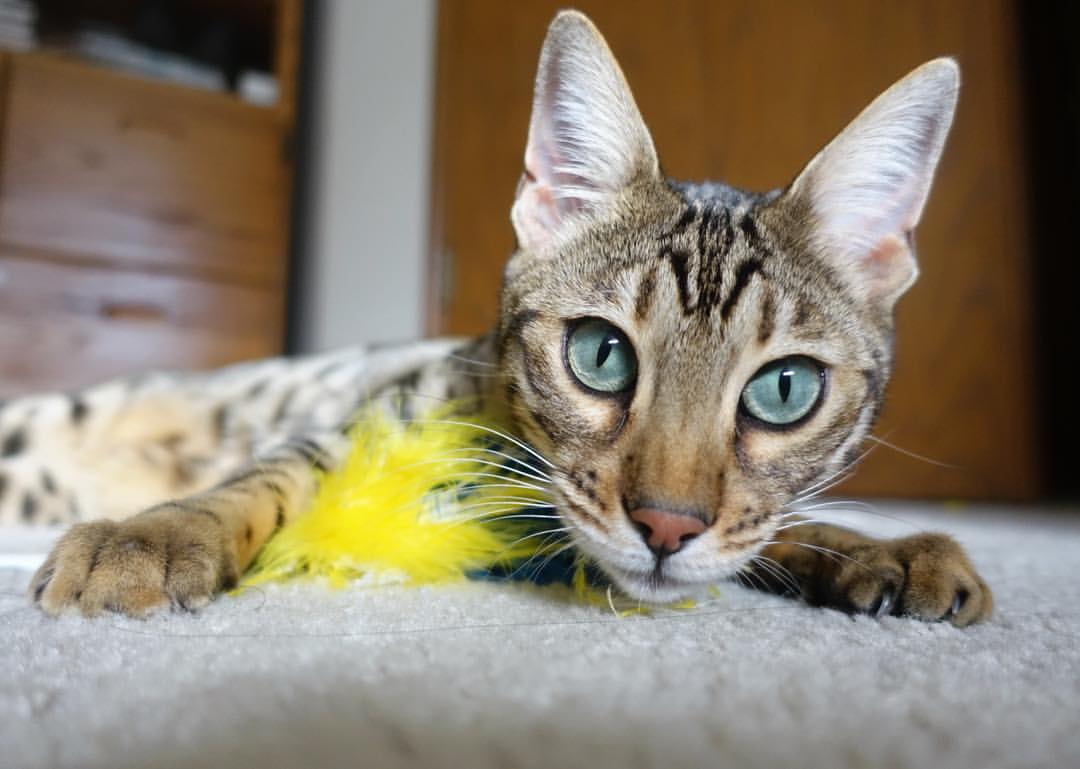 绿茵节拍器,当阿拉巴节奏成为阿森纳收割切尔西的隐性密钥