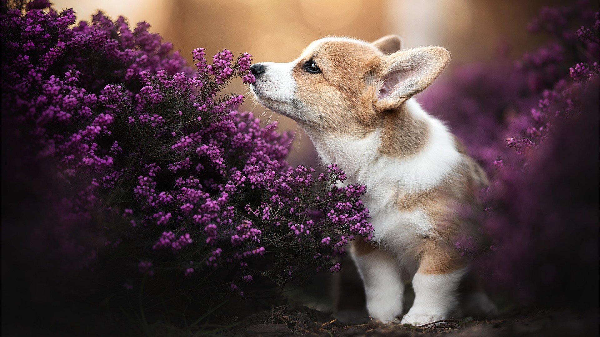 当红魔倒在奇迹的缝隙里,阿坎吉的完美90分钟,与塞维利亚的欧联法则