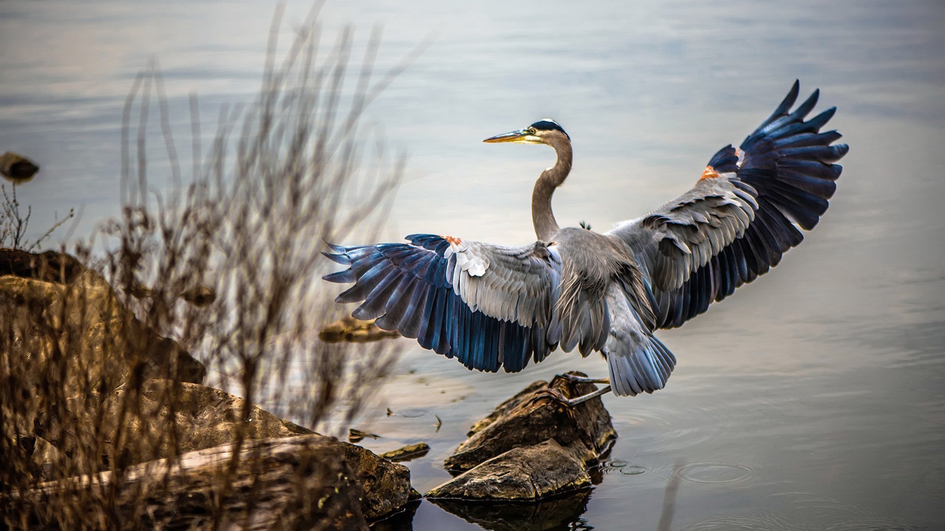 钢锁横江,阿什拉夫铸就叹息之墙,沙漠之狐力斩委内瑞拉锋芒