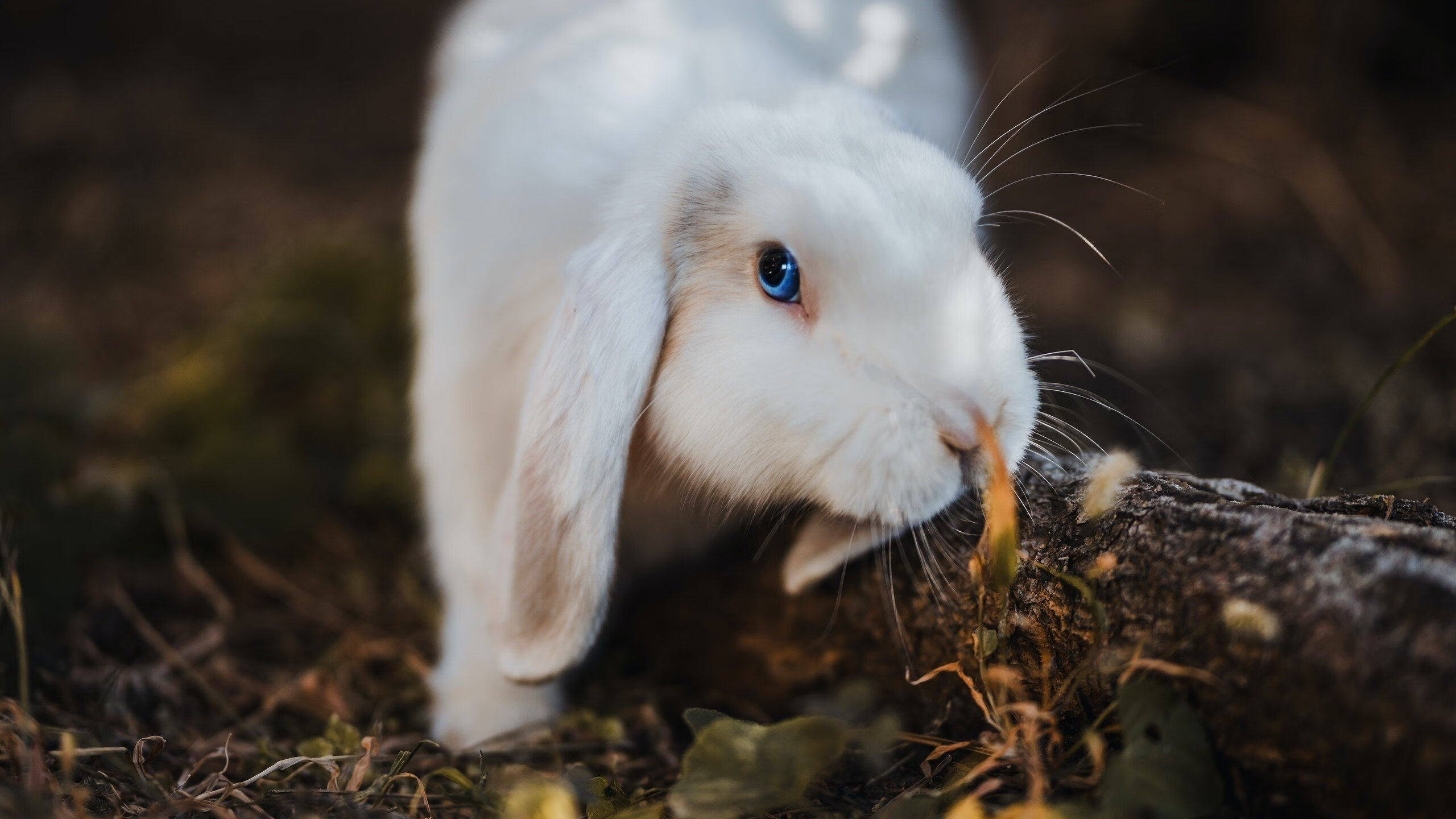 京多安爆发梅开二度,墨西哥压哨绝杀荷兰—国际足球友谊赛之夜的双重狂喜