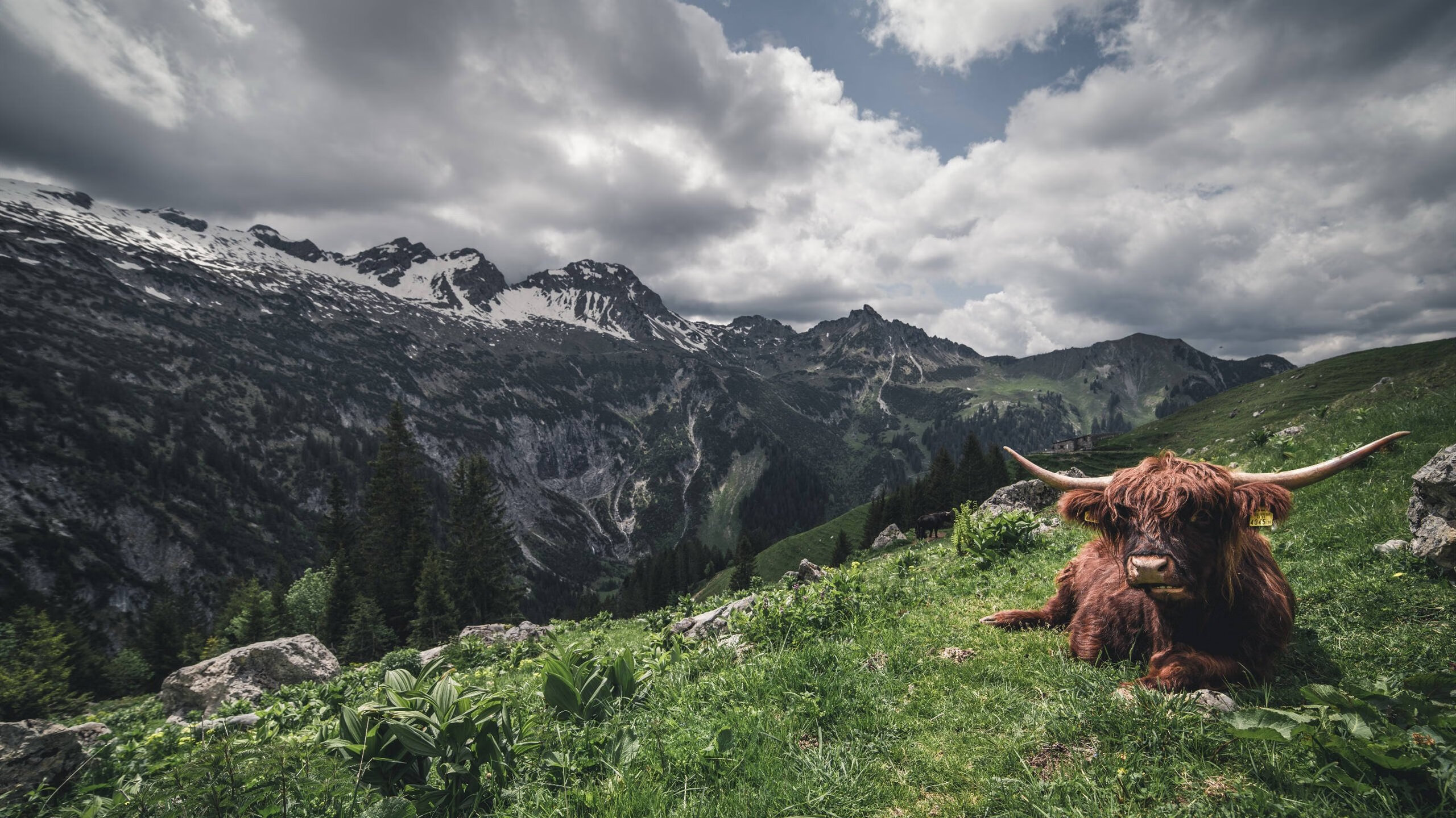 欧洲重炮轰碎质疑！武切维奇压哨绝杀，骑士上演惊天逆转