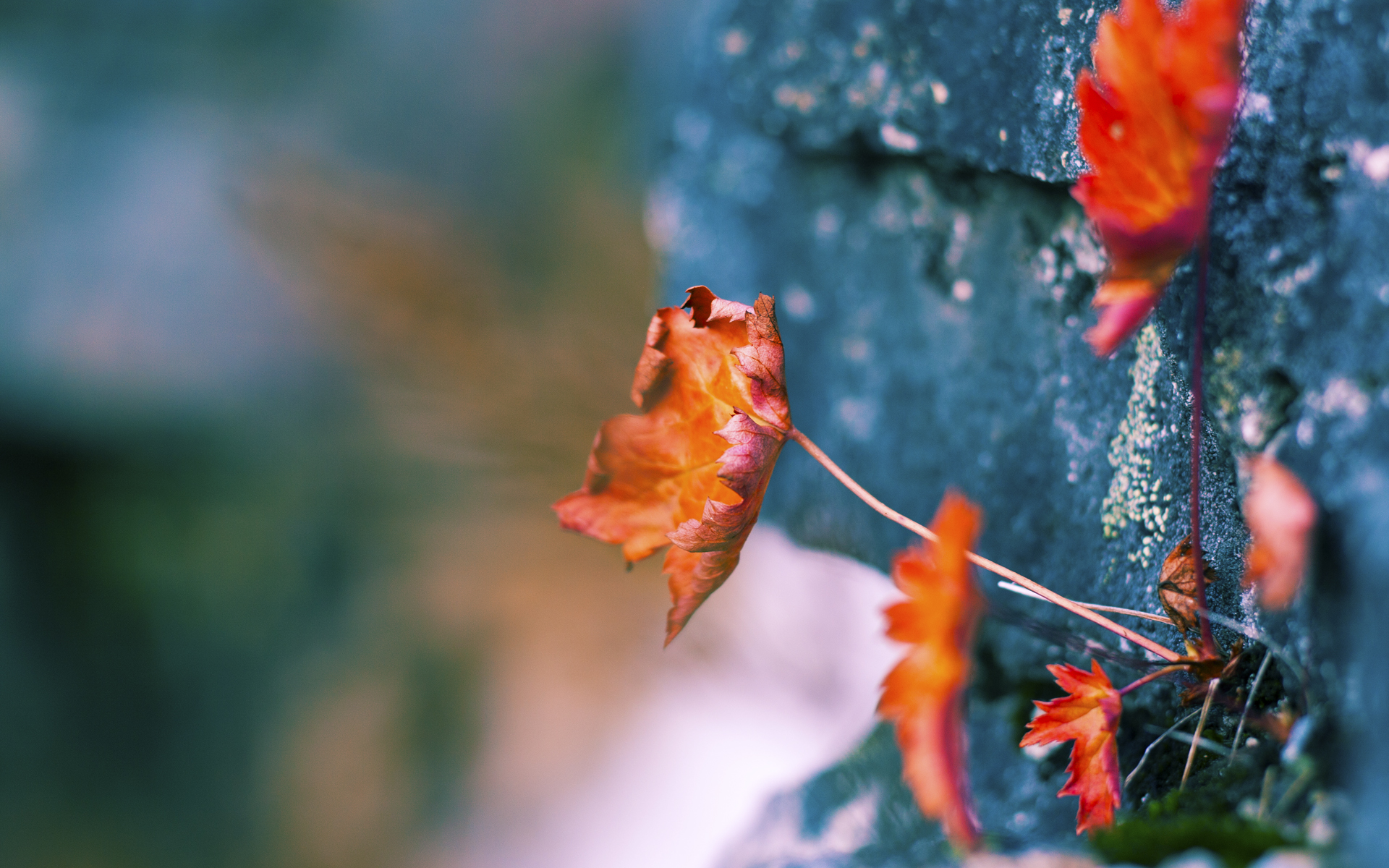 征服者的倒影，格列兹曼与一场跨越大洋的赎罪