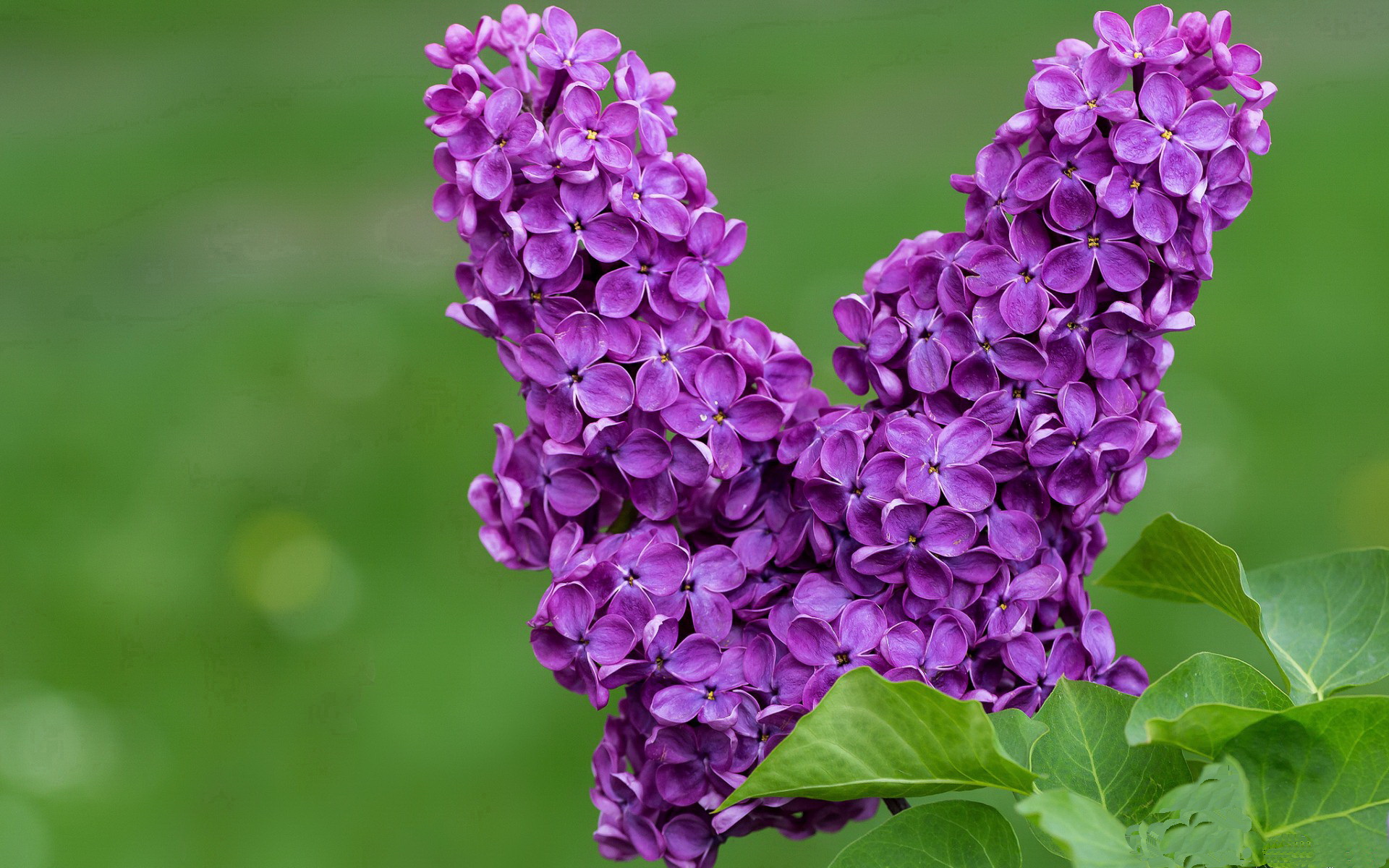 别了，威廉，洪都拉斯如何黑斯廷斯般制霸瑞士，托尼一战封神改写百年足球叙事