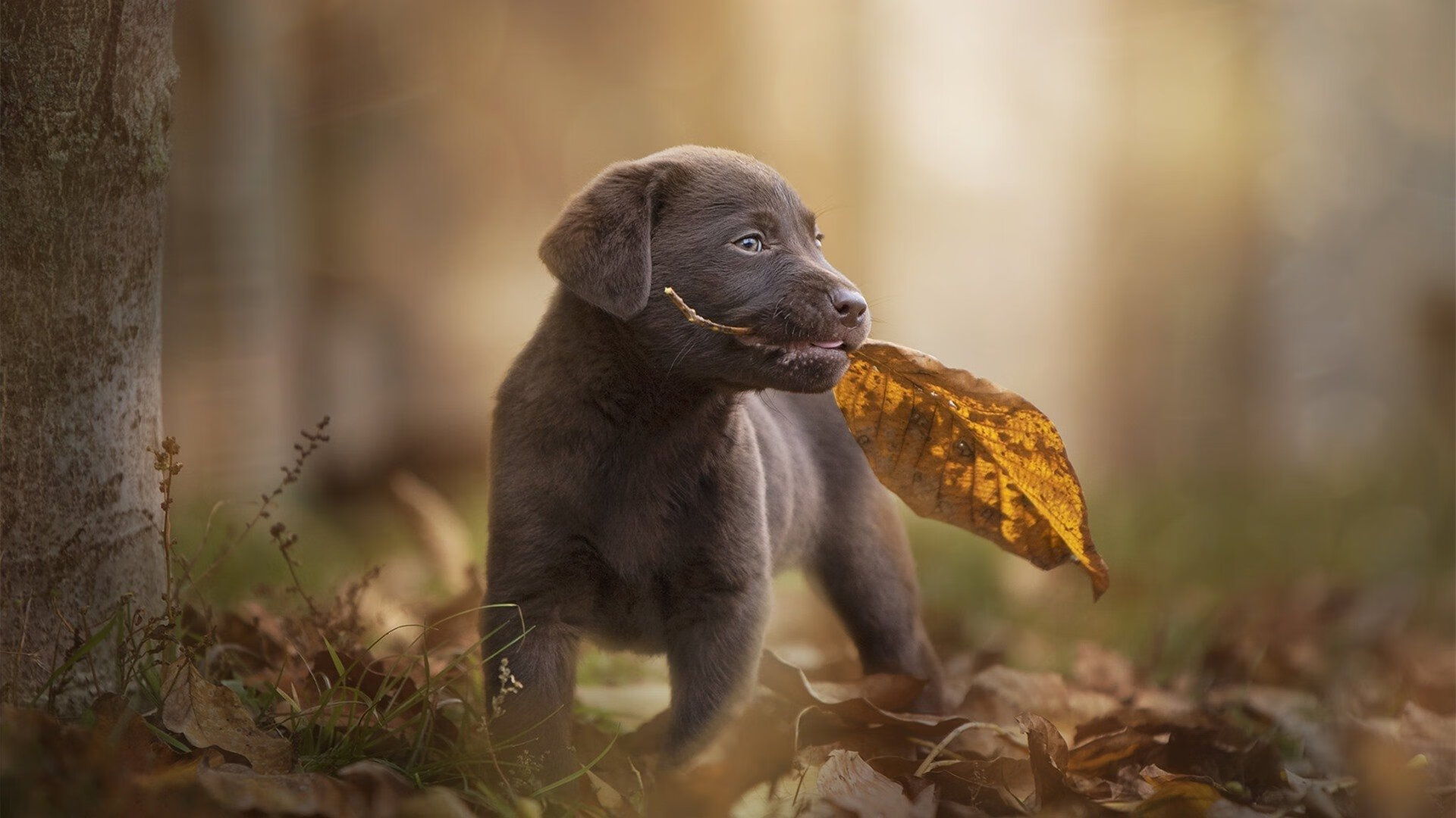 红魔重锤击碎银河战舰,法国神童难挽狂澜,一场定义新秩序的季前对决