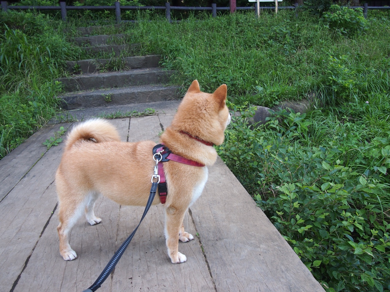 绝境刺破黎明，浓眉关键一击难救主，奇才加时终结湖人连胜